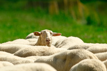 The Backs Of A Herd Of Sheep With White Wool Standing In A Green Meadow, One Sheep Is Looking Over All Others