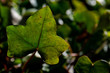 Close up of green leaves