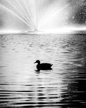 Black And White Silhouette Of A Lone Duck In A Pond In Front Of A Fountain.