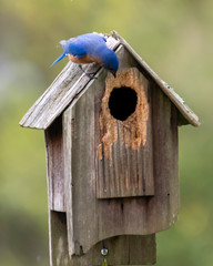 Bluebird looking in birdhouse