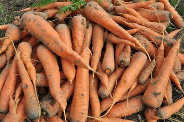 Wall Mural - In a pile of fresh harvested carrots