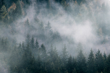 Wall Mural - Silhouette of forest with dense fog.