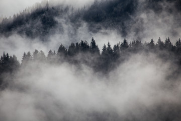 Wall Mural - Silhouette of forest with dense fog.