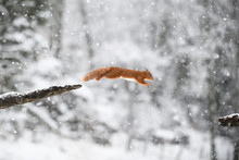 Jumping Eurasian Red Squirrel In Winter Forest