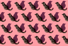 Pattern Of Russian Blue Cat Sitting Against Pink Background