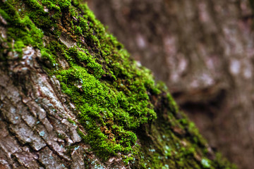 Green moss on the bark of a tree. Photo in the forest. Nature.