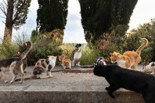 A Big Group Of Homeless Stray Cats Sitting And Eating Food Given By Volunteers In Downtown Dubrovnik On The Road, Surrounded By Greenery On A Sunny Day