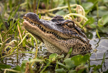 Louisiana Alligator In A Pond