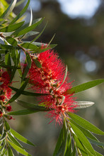 Beautiful Red Flower Of A Weeping Bottlebrush Tree, Melaleuca Viminalis, A Native Of Australia