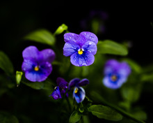 Close-up Of Wet Purple Pansies Blooming Outdoors