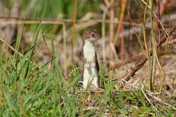 Poster - Least Weasel