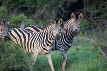 Three Zebras Looking At Camera