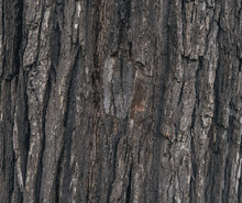 Park Tree Wood Texture Close