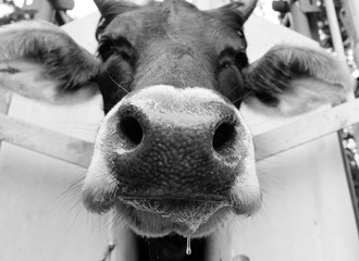 Wide angle funny cow face in chute close up, working cattle concept in black and white.