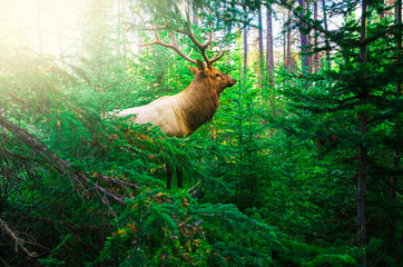 elk in wild close up in forest