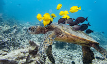 Green Sea Turtle Being Cleaned By Reef Fish At The Turtle Cleaning Station On The Big Island Of Hawaii. 