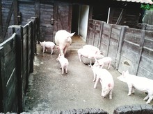 High Angle View Of Domestic Pigs In Barn