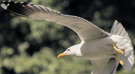 Seagull Gull In Flight