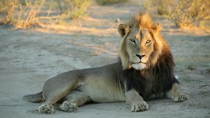 Wall Mural - big male african lion (panthera leo) in early morning light, kalahari desert, south africa