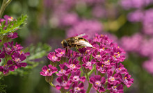Close-up Of Honey Bee On Purple Flowers