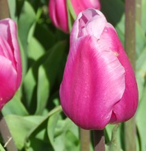 Deep Pink Tulips In Garden In Spring