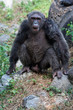© Benzine - Chimpanzees are asking for food from humans