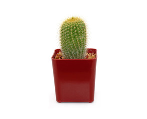 Wall Mural - Cactus in pot isolated on white background. Potted ornamental plants for absorb electromagnetic radiation from computer in office, easy care potted plants. Gardening Hobbies at home