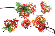 Royal Poinciana Flower , Red Flower Isolated On White Background.