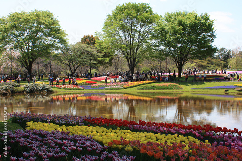 チューリップ 昭和記念公園 東京都立川市 Buy This Stock Photo And Explore Similar Images At Adobe Stock Adobe Stock