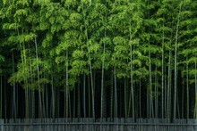 Scenic View Of Bamboo Trees Growing In Forest