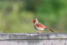 Cute Female Cardinal Bird On The Fence