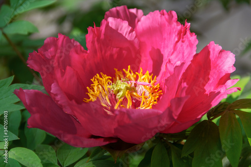 Tree peony (Paeonia suffruticosa) in park.