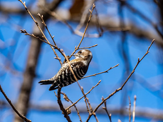 Japanese pygmy woodpecker on a twig 2