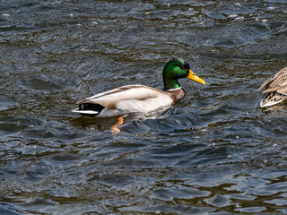 Wall Mural - Mallard duck drake in the Sakai River