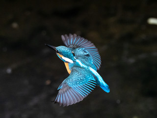 Wall Mural - common kingfisher in flight over Izumi River 11