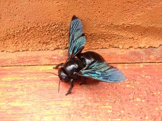 fly on a wood