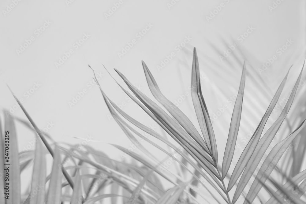Abstract gray shadow background of palm leaves, black and white monochrome tone - obrazy, fototapety, plakaty 