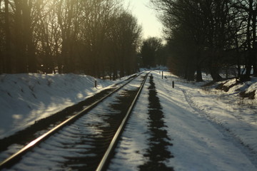 A snowy forest