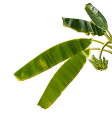 Wall Mural - natural banana leaf in daylight isolated on white background with clipping path.