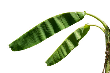 Wall Mural - natural banana leaf in daylight isolated on white background with clipping path.