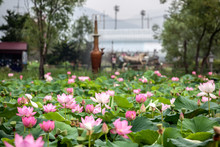 Lotus Water Lilies Blooming At Semiwon Park