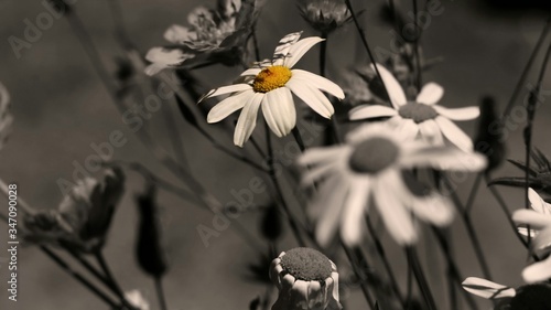 Close-up Of White Daisies Blooming Outdoors