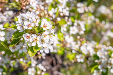 Wall Mural - The fruit flowers