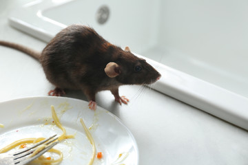 Wall Mural - Rat near dirty plate on kitchen counter. Pest control