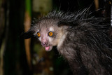 Fototapeta Sawanna - The rare Aye-Aye lemur that is only nocturnal