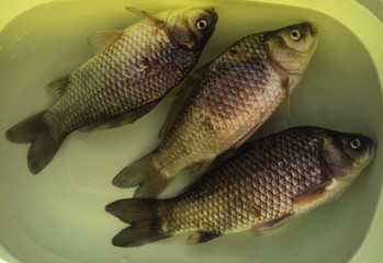 Carp in the basin. Raw fresh fish in a bucket