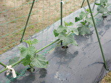 Vegetable Garden Cucumbers And Struts / Nets
