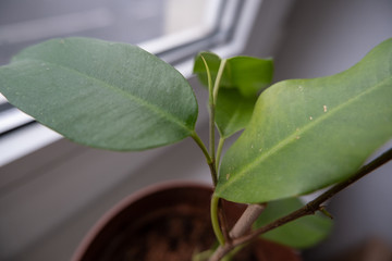 growing house plant