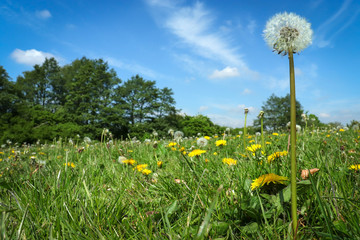 Wall Mural - Dandelion