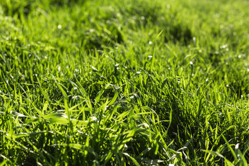 fresh spring green grass in sunset light